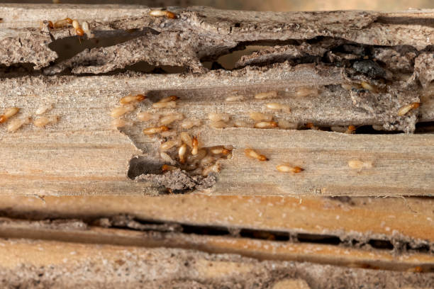 Best Emergency Pest Control  in Hope, AR